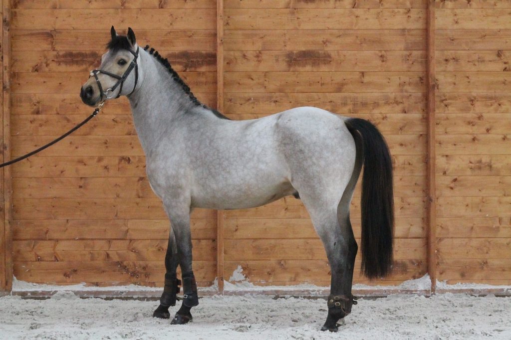 Comment faire le choix de son premier cheval d'équitation ?